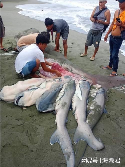 全球首例!怀孕的巨口鲨搁浅菲律宾体内发现7条幼鲨 海潮天下(图3)