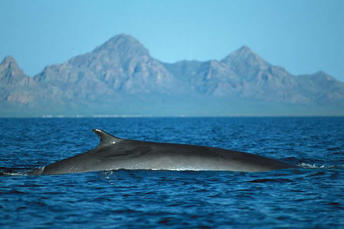 铜镍铅锌-铜镍铅锌资讯新闻-行情月评-中色报网