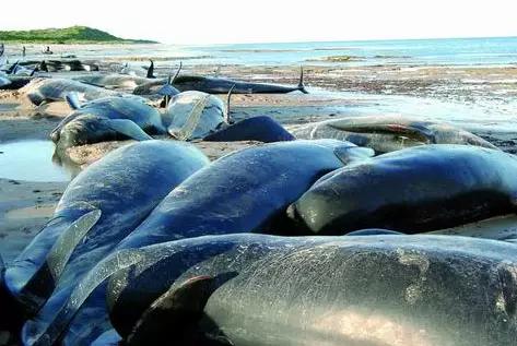 耳朵的一些冷知识你知道吗？