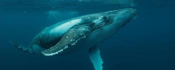 “耳朵经济”整合背后腾讯音乐喜马拉雅在考虑什么？