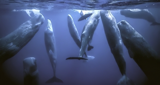 动物文化——全球生物多样性保护新概念 海潮天下·生态小百科