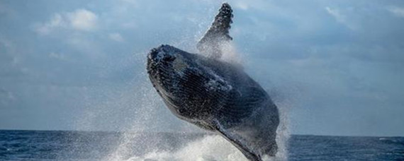 恶搞之家第十七季