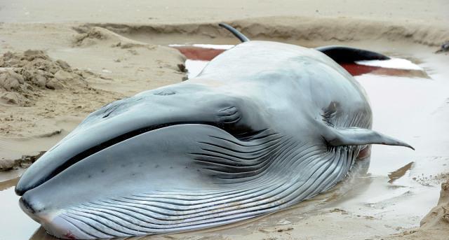 喜报 和鲸智学智研一体机入选《2025 爱分析 · Agent 厂商全景报告