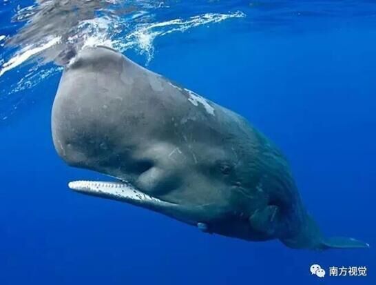 海洋巨兽的逆袭：从陆地霸主到海底王者的惊天变身揭秘鲸类的史诗