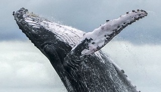 熊出没之探险日记S01E48mp4