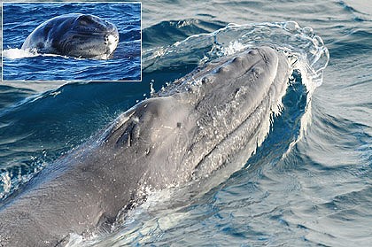 广西涠洲岛罕见四鲸同框现象围猎捕食震撼人心