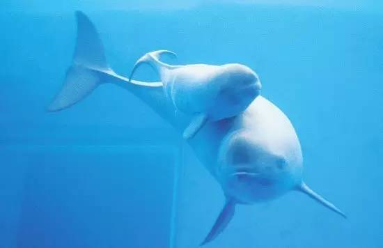 中国—葡语国家海洋科学研究中心于澳大揭牌