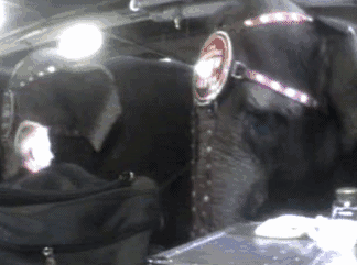 曾经是一家人娱乐消遣的好去处现在却被逐渐排斥它们没变我们变了(图6)