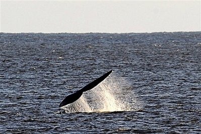 “诗与爱丽丝”鲸鱼的叫声和星星的闪光