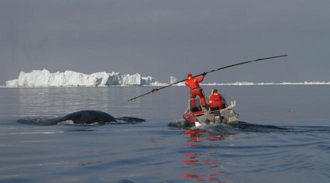 科学家发现鲸“千里传音”潜在证据