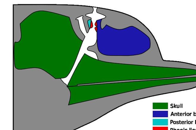 蓝鲸的声音变得日益低沉科学家研究50年至今未弄明白真相!(图3)
