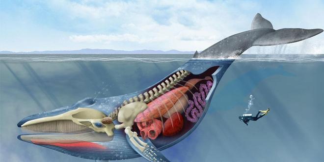 蓝鲸的声音变得日益低沉科学家研究50年至今未弄明白真相!(图6)