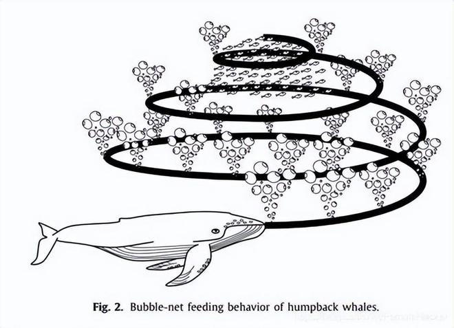 关于鲸鱼的10个有趣冷知识你知道几个?(图11)
