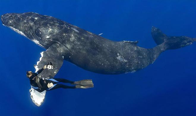 关于鲸鱼的10个有趣冷知识你知道几个?(图12)