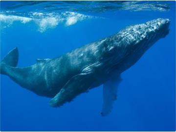 卡尔特猫耳朵脏和耳螨的区别：猫为什么会有耳螨