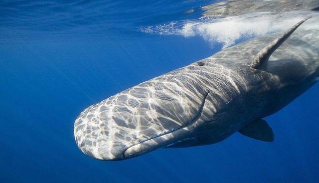 5000年前巴西土著人捕鲸揭秘：古代生存与生态平衡的智慧