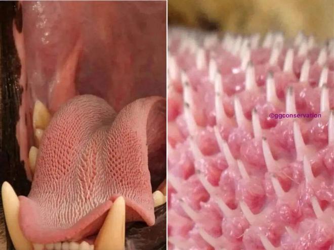 “活久见”的30张图换个角度看世界刷新认知了!(图23)