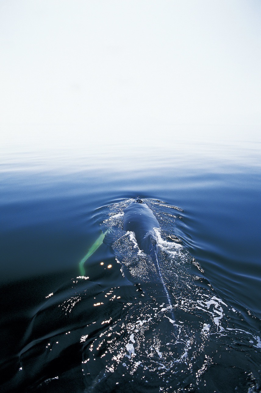 1958年南极哥斯拉事件到底是怎么回事？科学家的解释很难信服