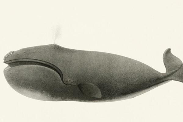 世界体型最大的十种鲸鱼座头鲸上榜第一是体积最大的动物(图4)