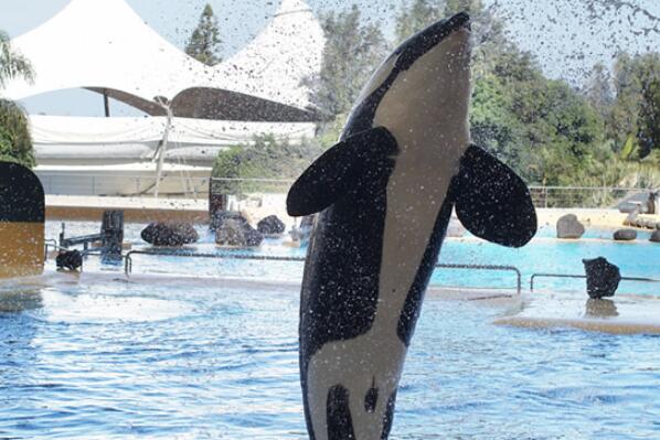 世界体型最大的十种鲸鱼座头鲸上榜第一是体积最大的动物(图10)