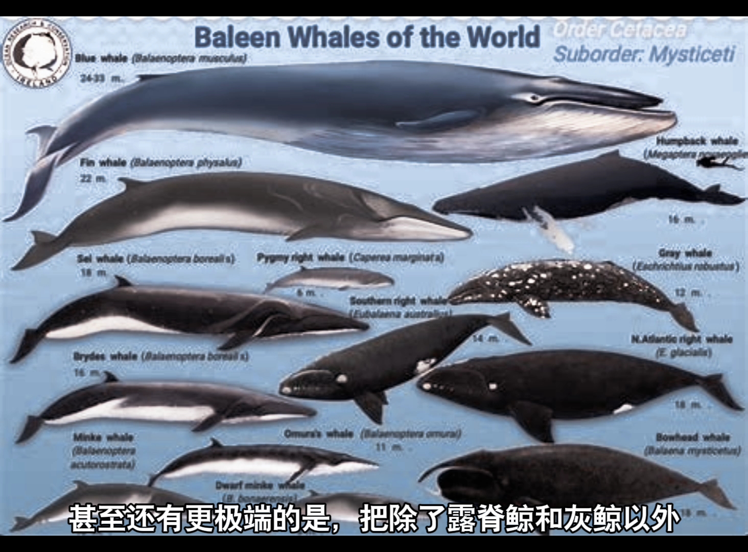 广发中证全指可选消费ETF