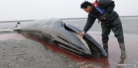 打脸了！日本从海底挖出两罐稀土大喜过望还没两天就被中方打假