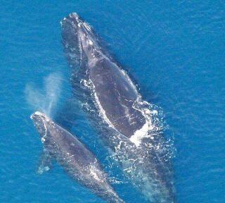 顶流大馆上新！“巨型鲸鱼”空降黄浦江畔