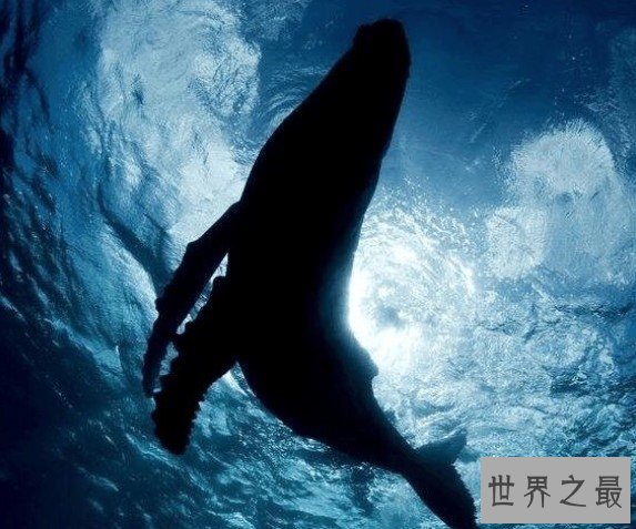 涠洲岛网红鲸鱼“刀疤哥”遭渔船撞击