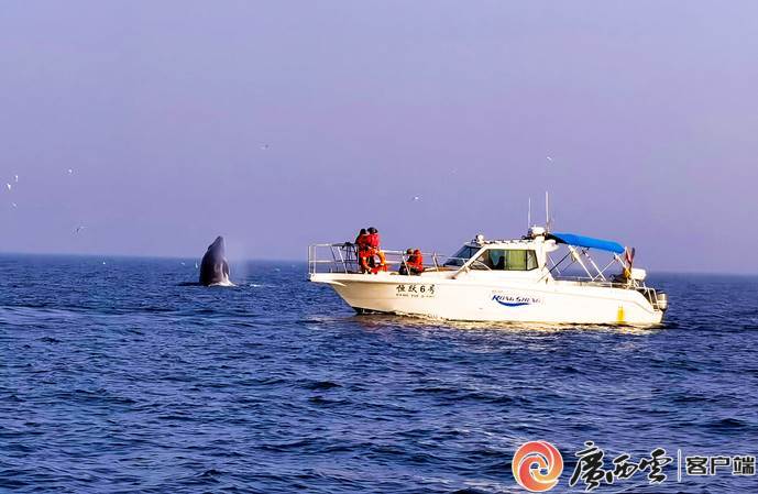 在浩淼的北部湾她们守护鲸鱼和海的碧蓝