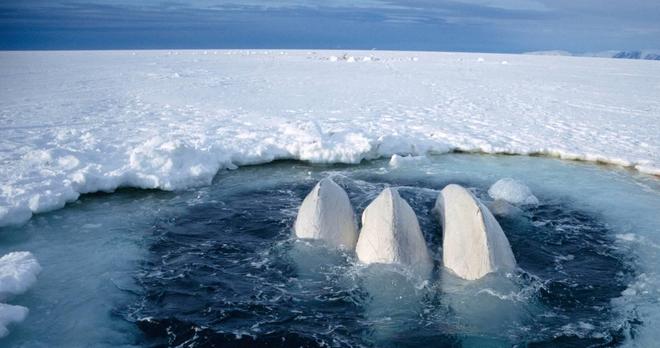 白鲸可以发出多达11种不同的声音一种聪明可爱的动物(图2)