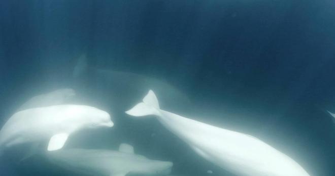 白鲸可以发出多达11种不同的声音一种聪明可爱的动物(图3)