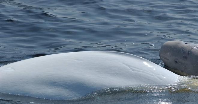 白鲸可以发出多达11种不同的声音一种聪明可爱的动物(图4)