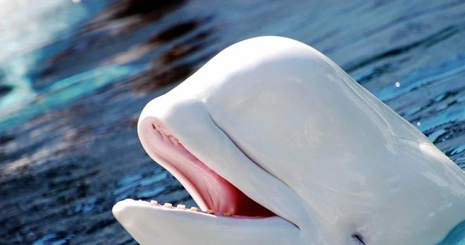 白鲸可以发出多达11种不同的声音一种聪明可爱的动物