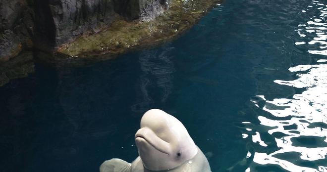 白鲸可以发出多达11种不同的声音一种聪明可爱的动物(图5)