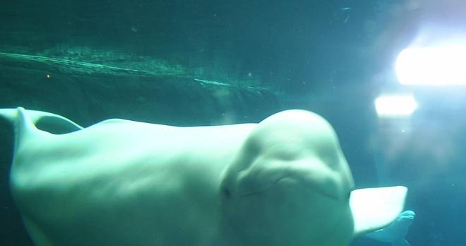 白鲸可以发出多达11种不同的声音一种聪明可爱的动物(图6)