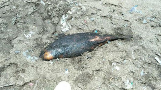 浦东一滩涂现幼年江豚遗体 死亡十几日或因搁浅所致(组图)