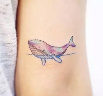 鲸鱼背上的孔是什么