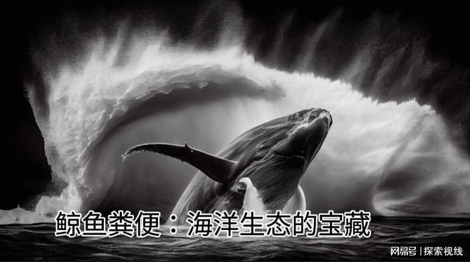 鲸鱼粪便：大海的“绿色”守护者为何人类要人造“鲸粪”？