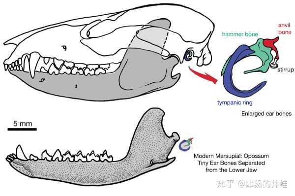 听小骨的组成结构及解剖概述