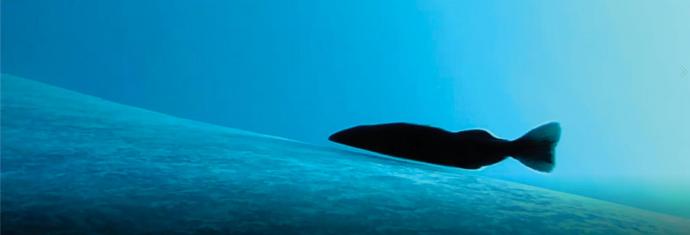 座头鲸在德国搁浅一个月了！危急时刻一群神秘顶级富豪出手了！天价救援金 get √