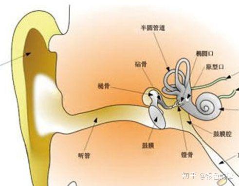 人耳能够听到的声波频率范围约在()。(图1) 人耳能够听到的声波频率范围约在()。