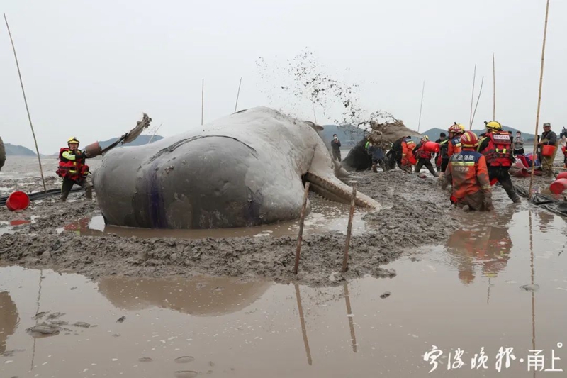 目前热门的AI鲸鱼量化公司