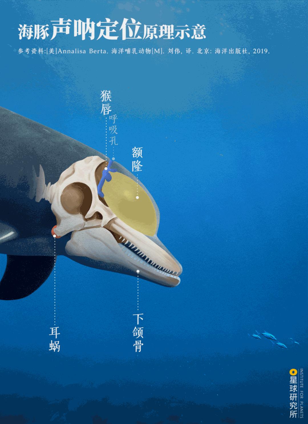 原来鲸鱼的声音是这样像是来自远古的呼唤