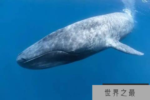 受台风“鲸鱼”影响菲律宾多地停工停课