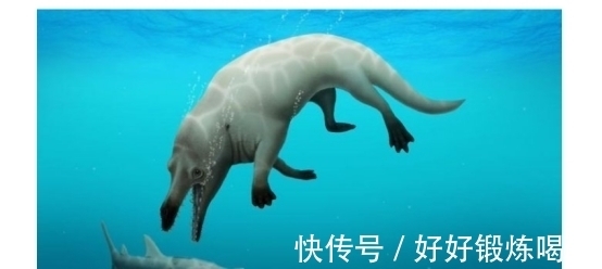日本再启“科研捕鲸”称为“解析鲸鱼生态之谜”