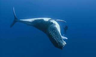 大模型“一周三更”：DeepSeek涨价、阿里云开源、智谱“不换药”